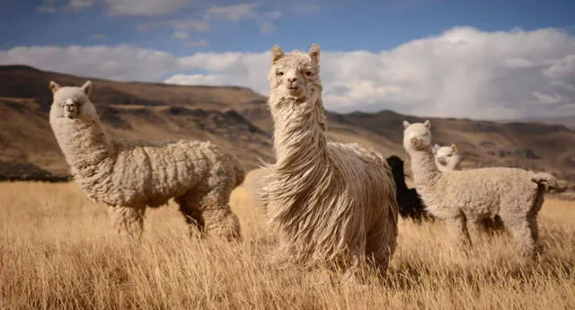 Alpaca