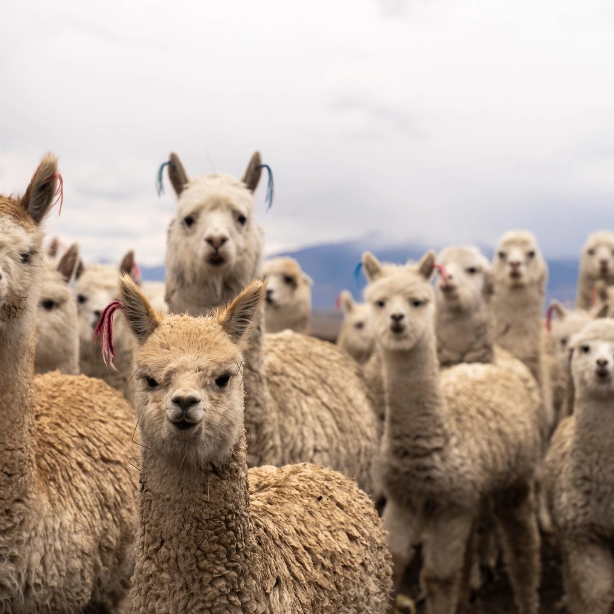 Alpaca