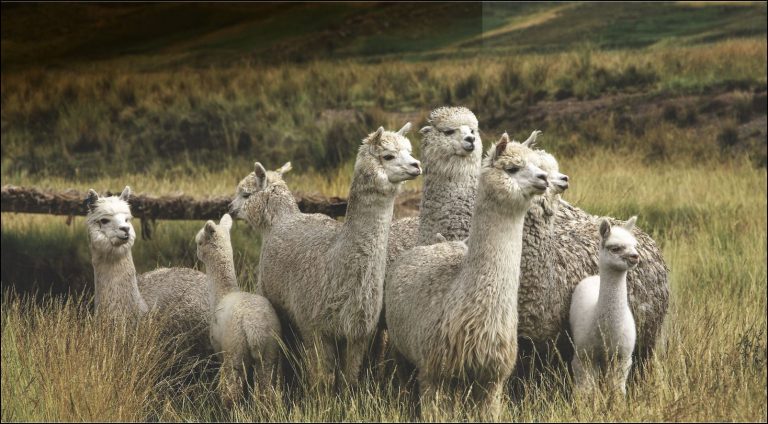 Alpaca