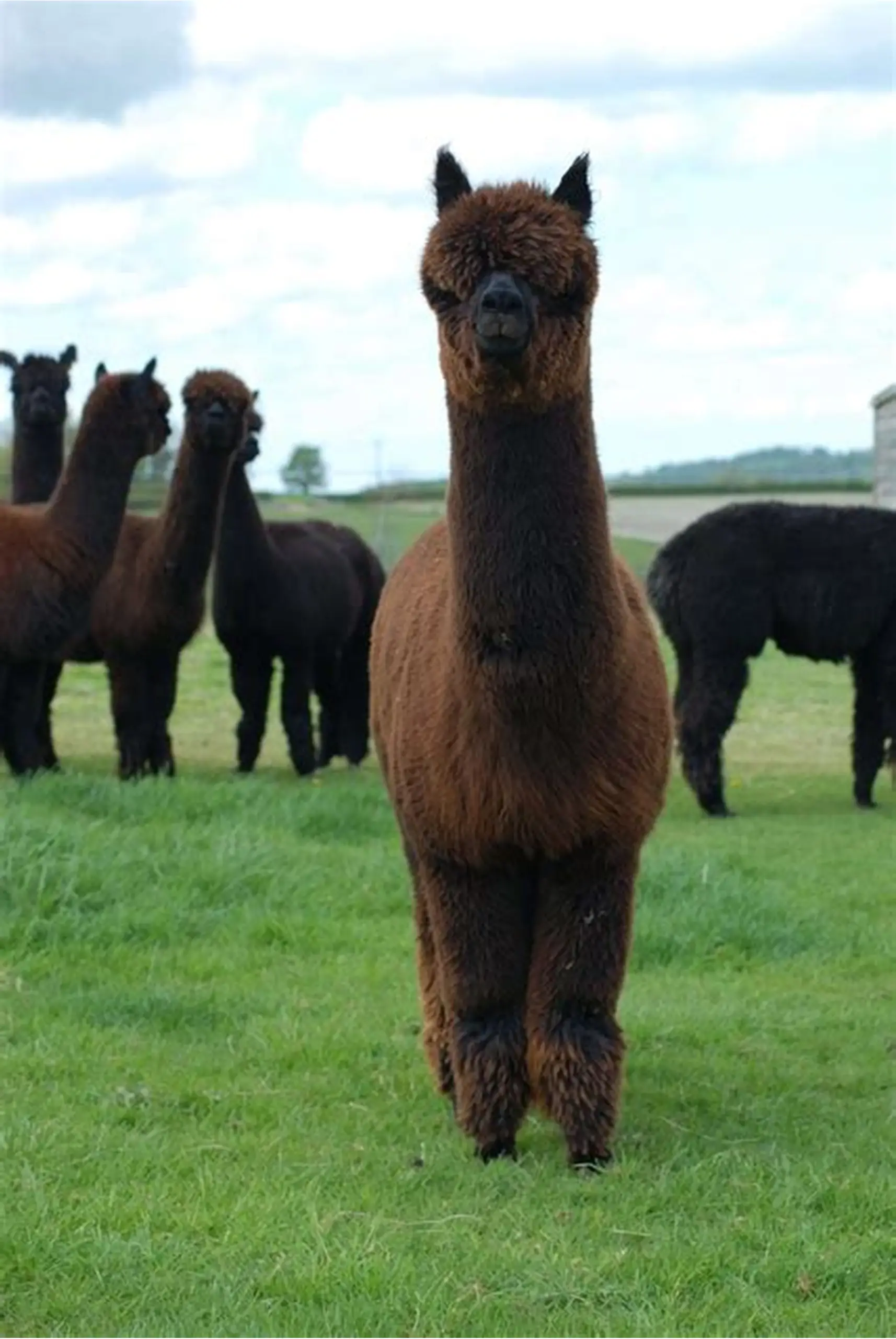 Alpaca
