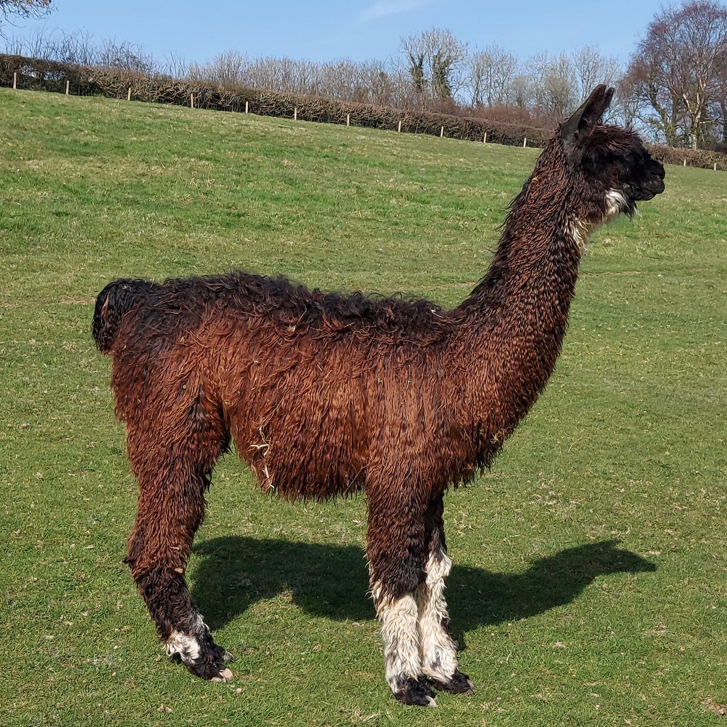 Alpaca