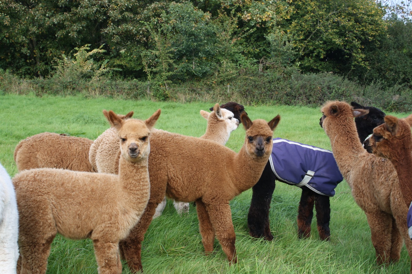 Alpaca