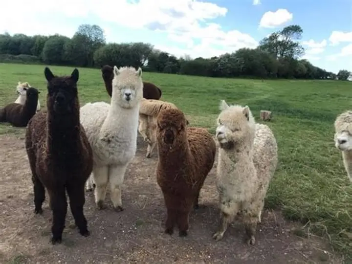 Alpaca